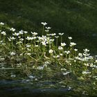 Wasserhahnenfuß