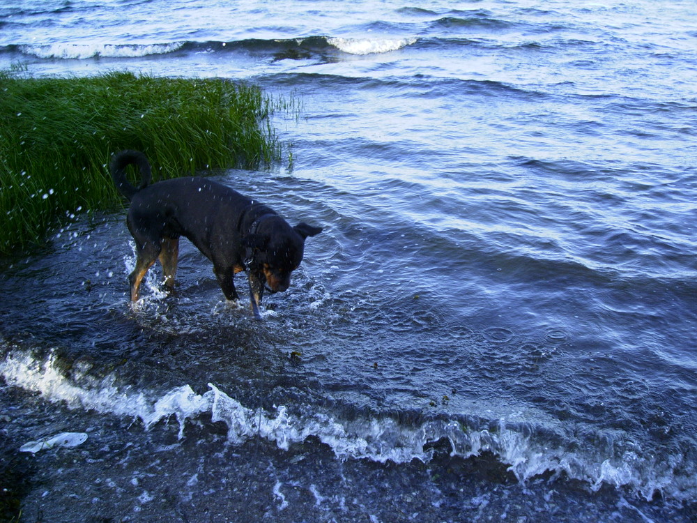 Wasserhüpferli