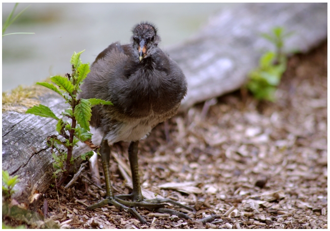 Wasserhuhn