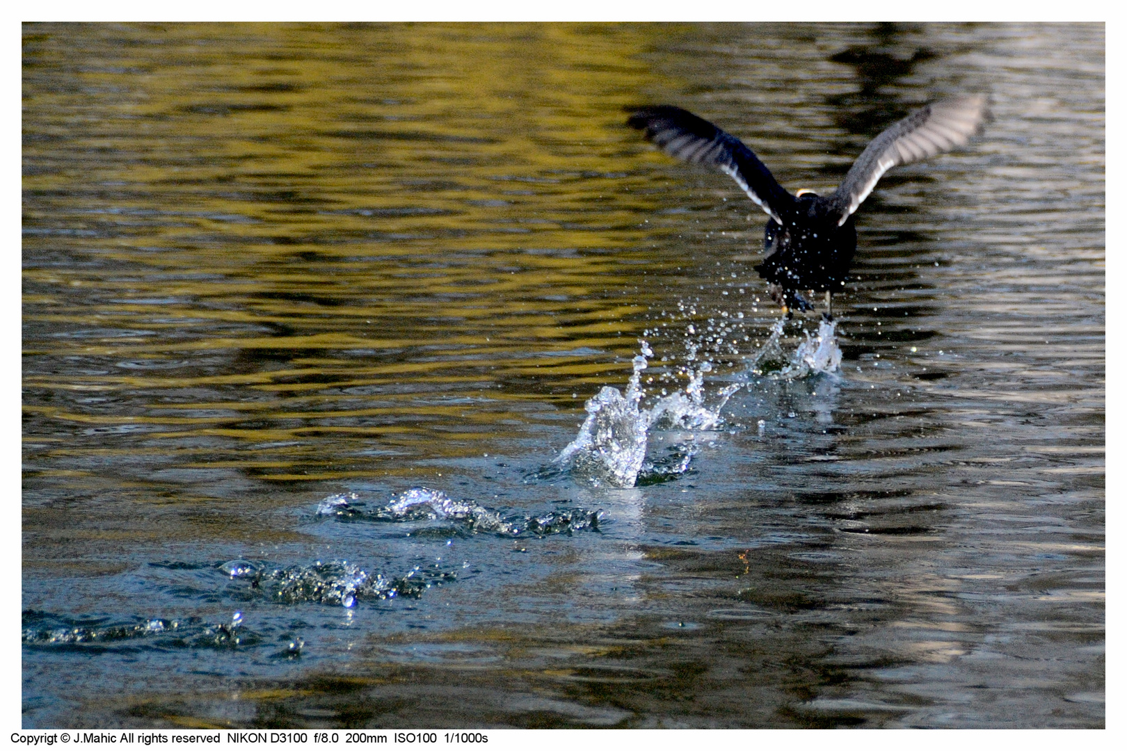 Wasserhuhn