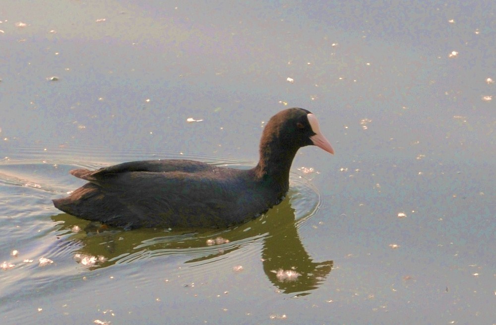 Wasserhuhn