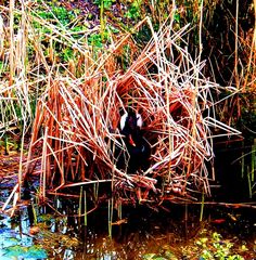 Wasserhuhn beim Brüten