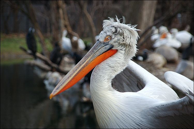 Wasserhuhn