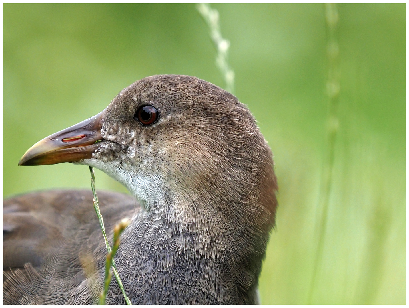 Wasserhuhn