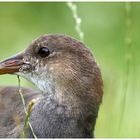 Wasserhuhn