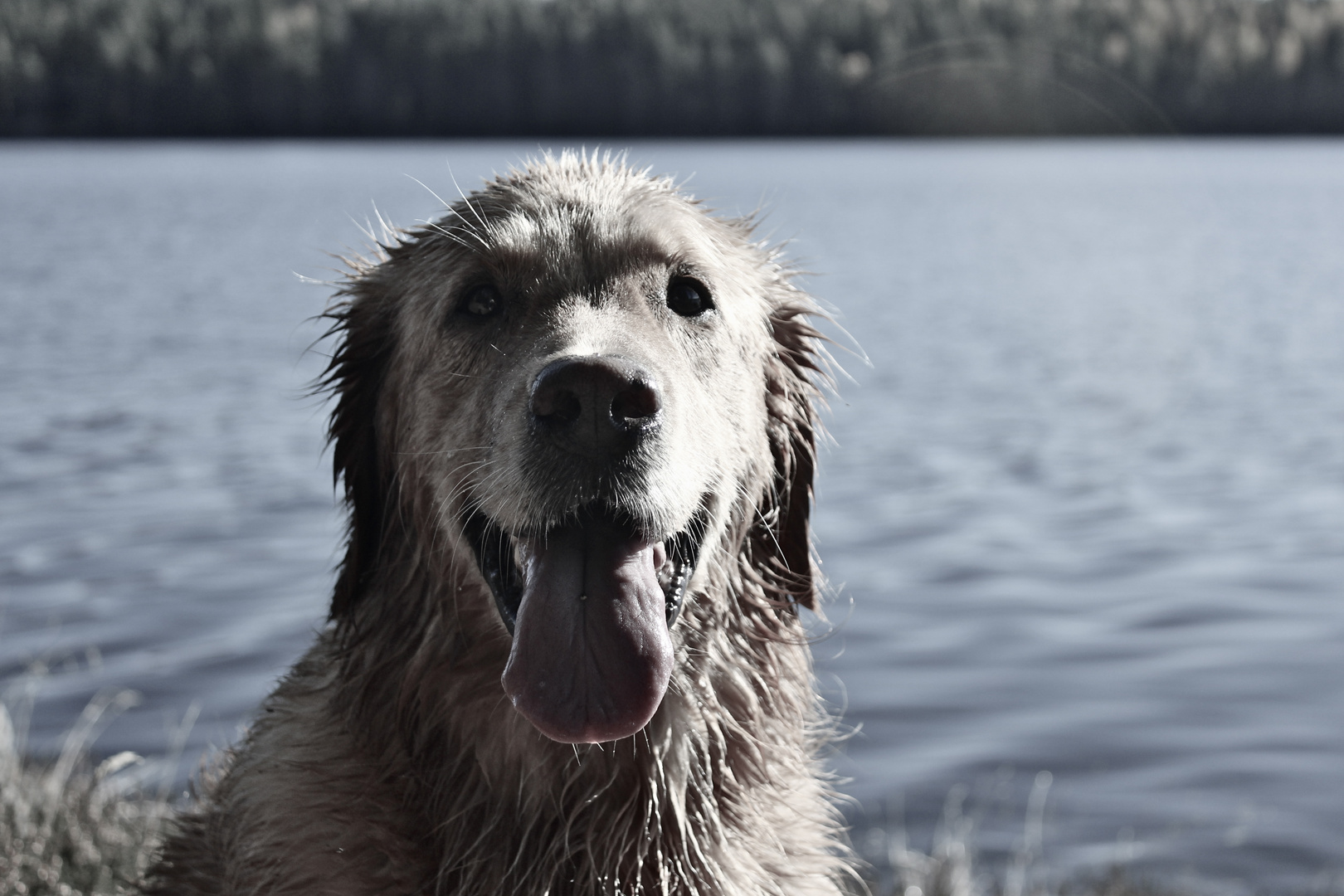 Wasserhund