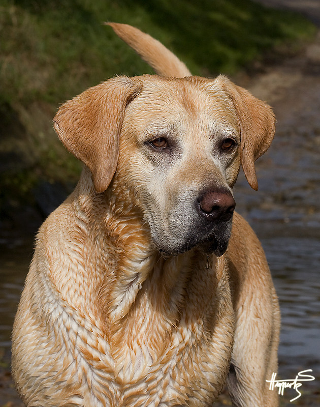 Wasserhund