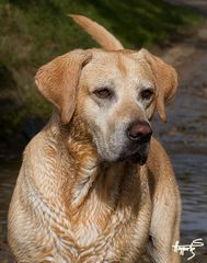 Wasserhund