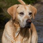 Wasserhund