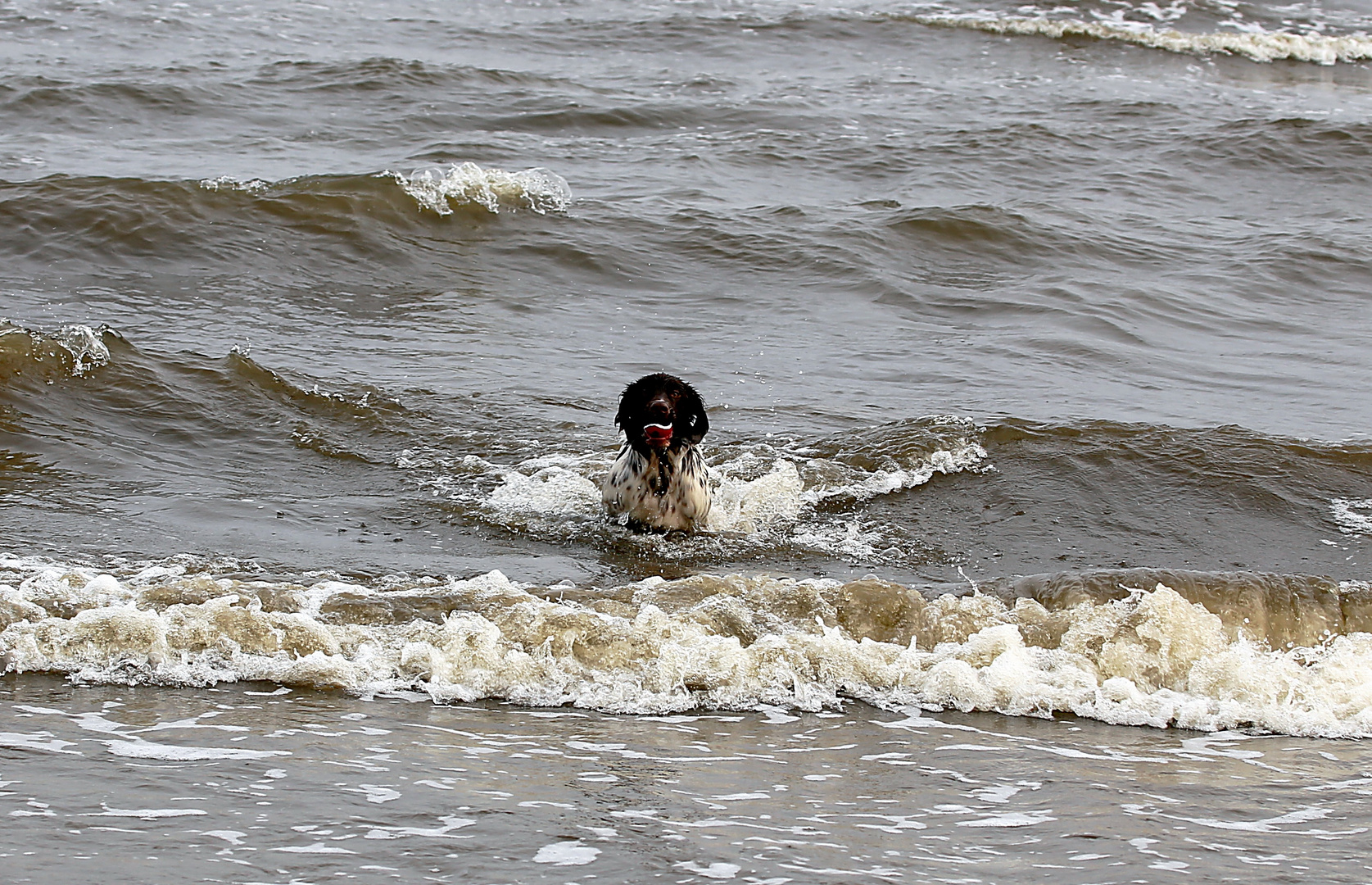 Wasserhund