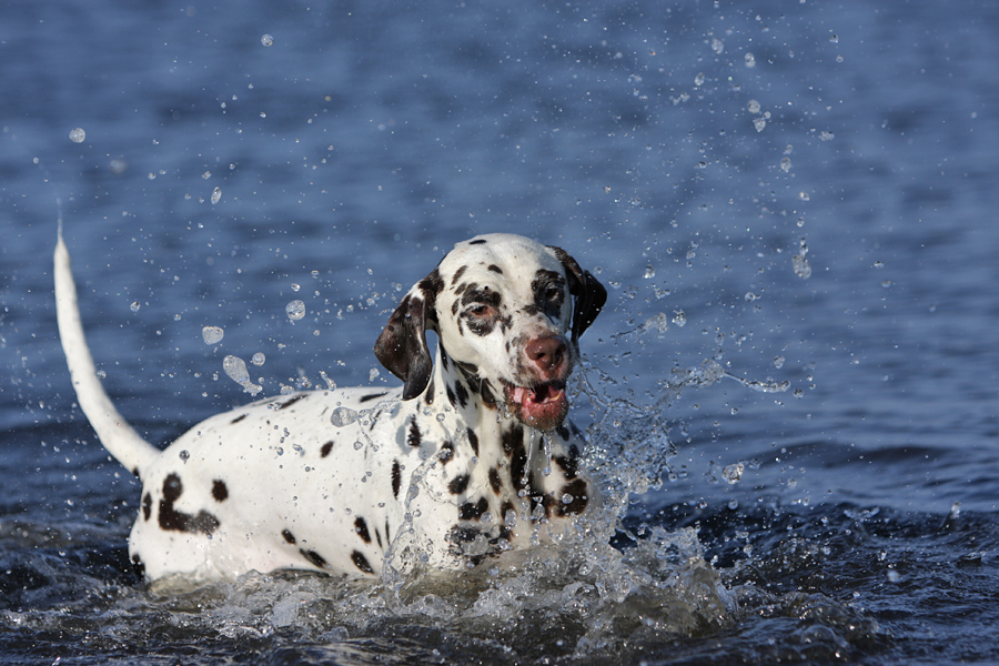 Wasserhund