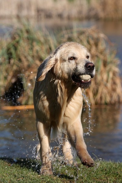 Wasserhund