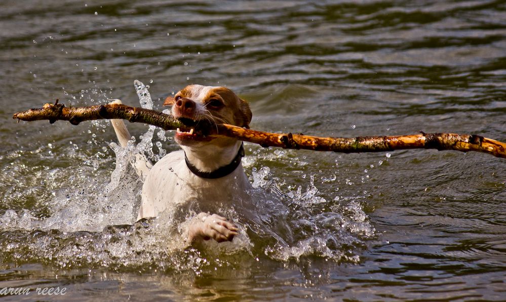 wasserhund