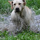 Wasserhund ...