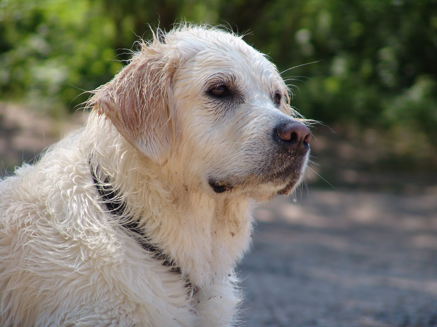 Wasserhund