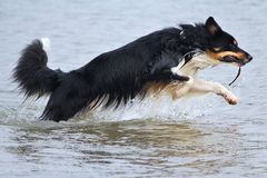 Wasserhund