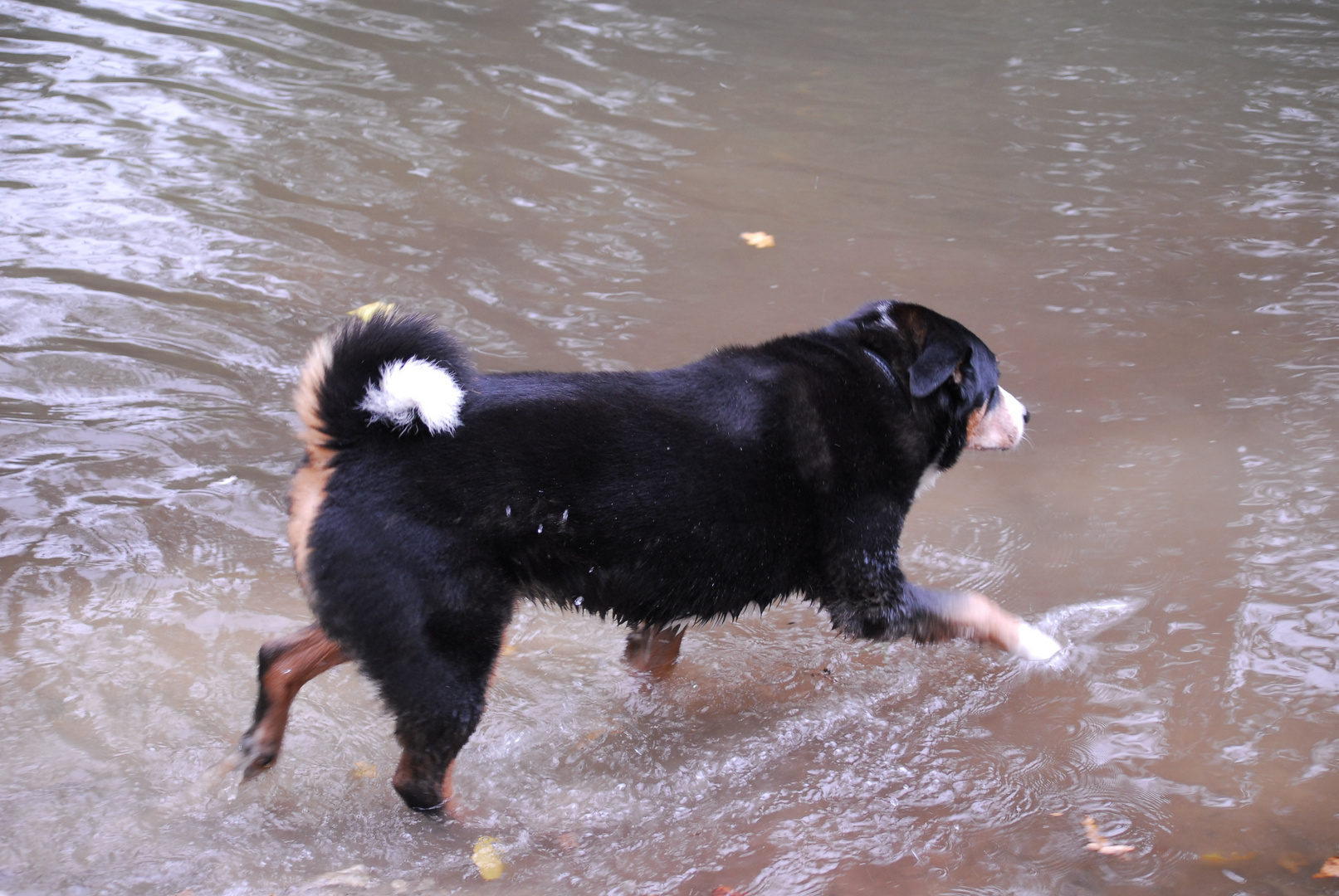 Wasserhund