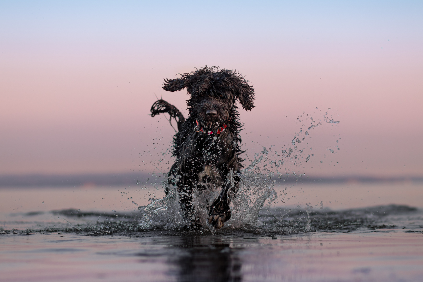 Wasserhund