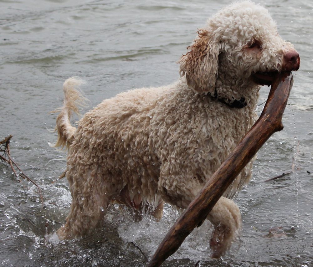 Wasserhund