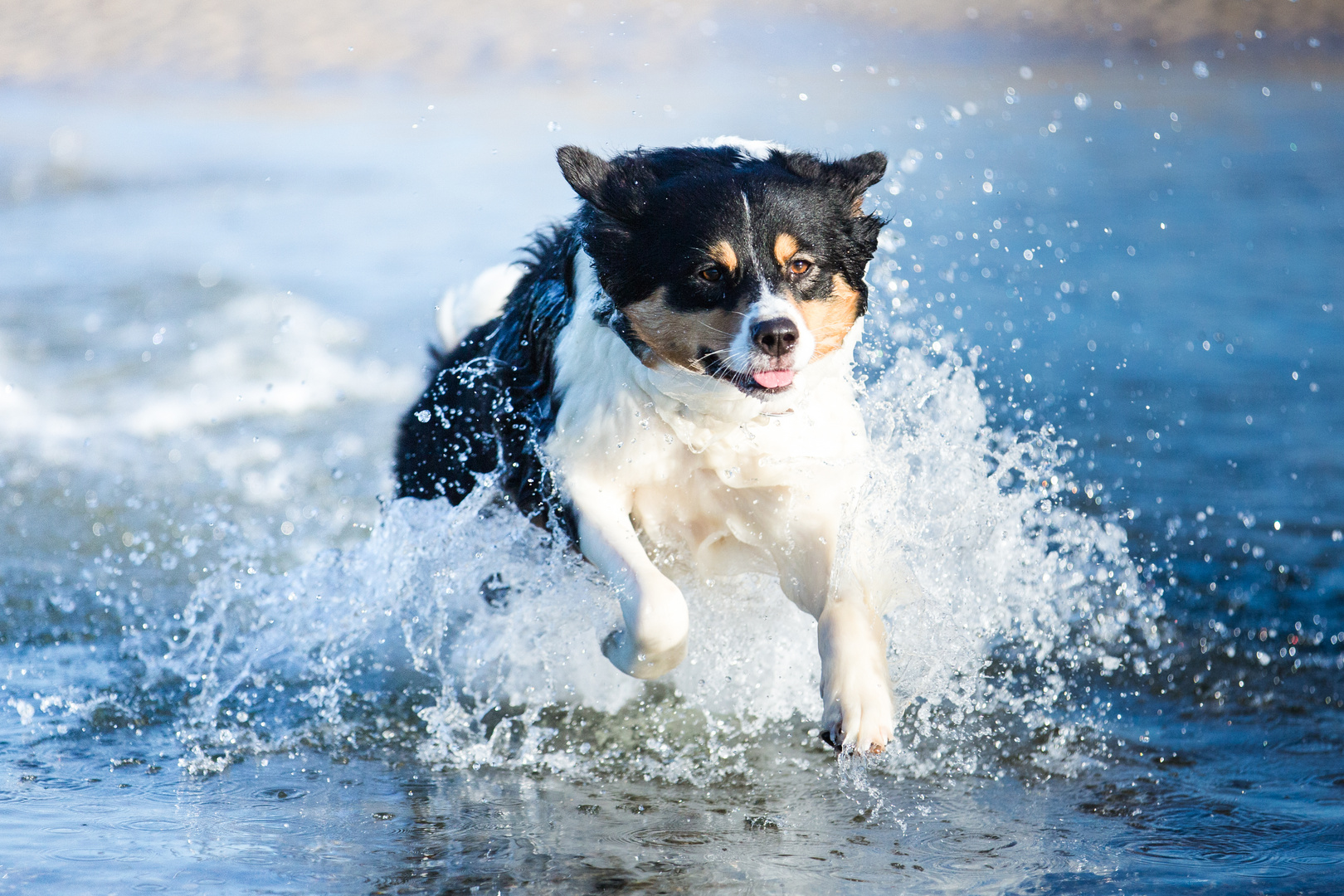 Wasserhund