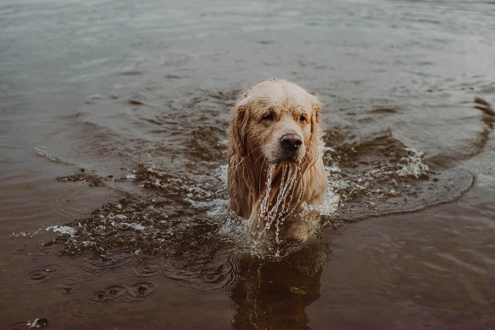 Wasserhund