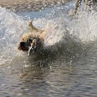 Wasserhund