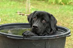 Wasserhund