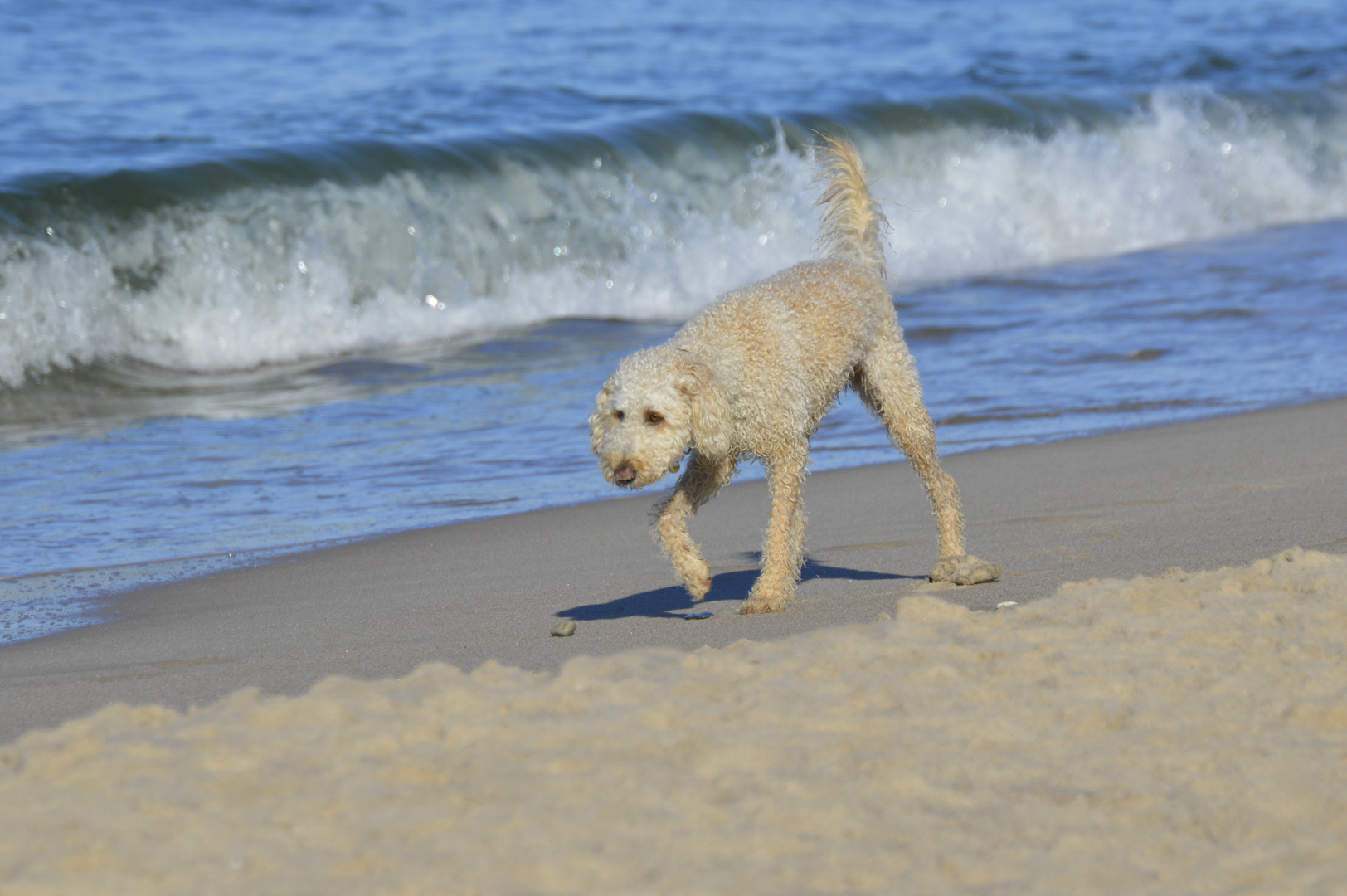 wasserhund an land 2