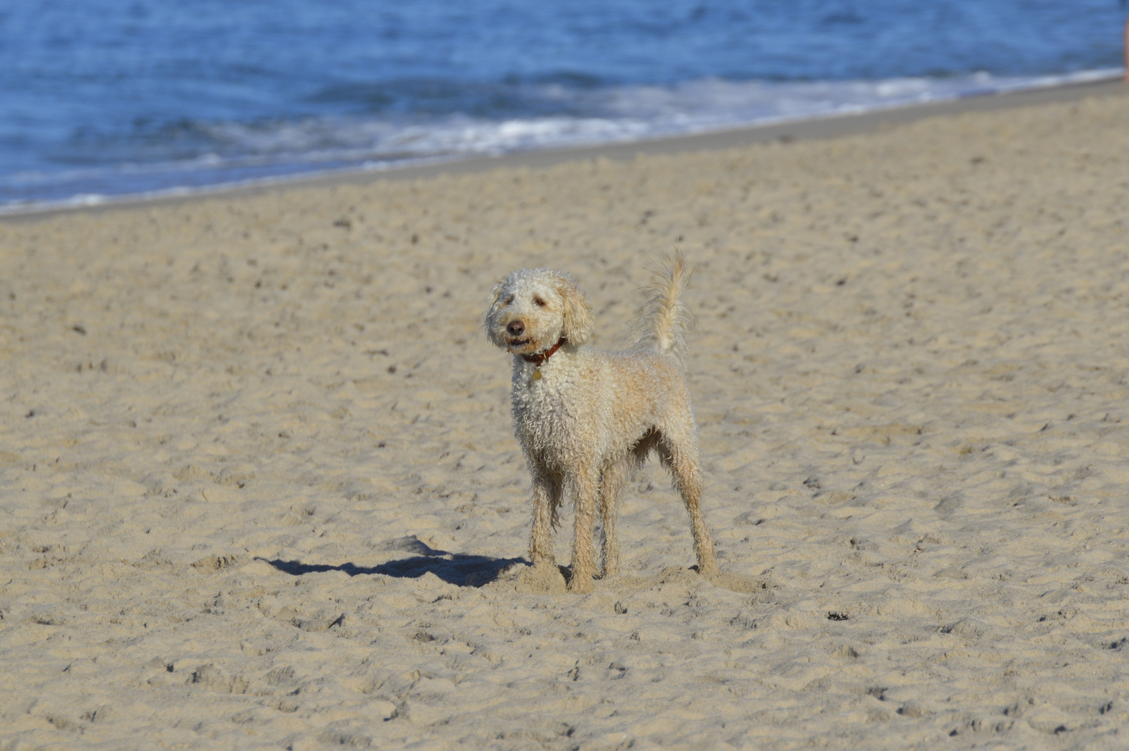 wasserhund an land