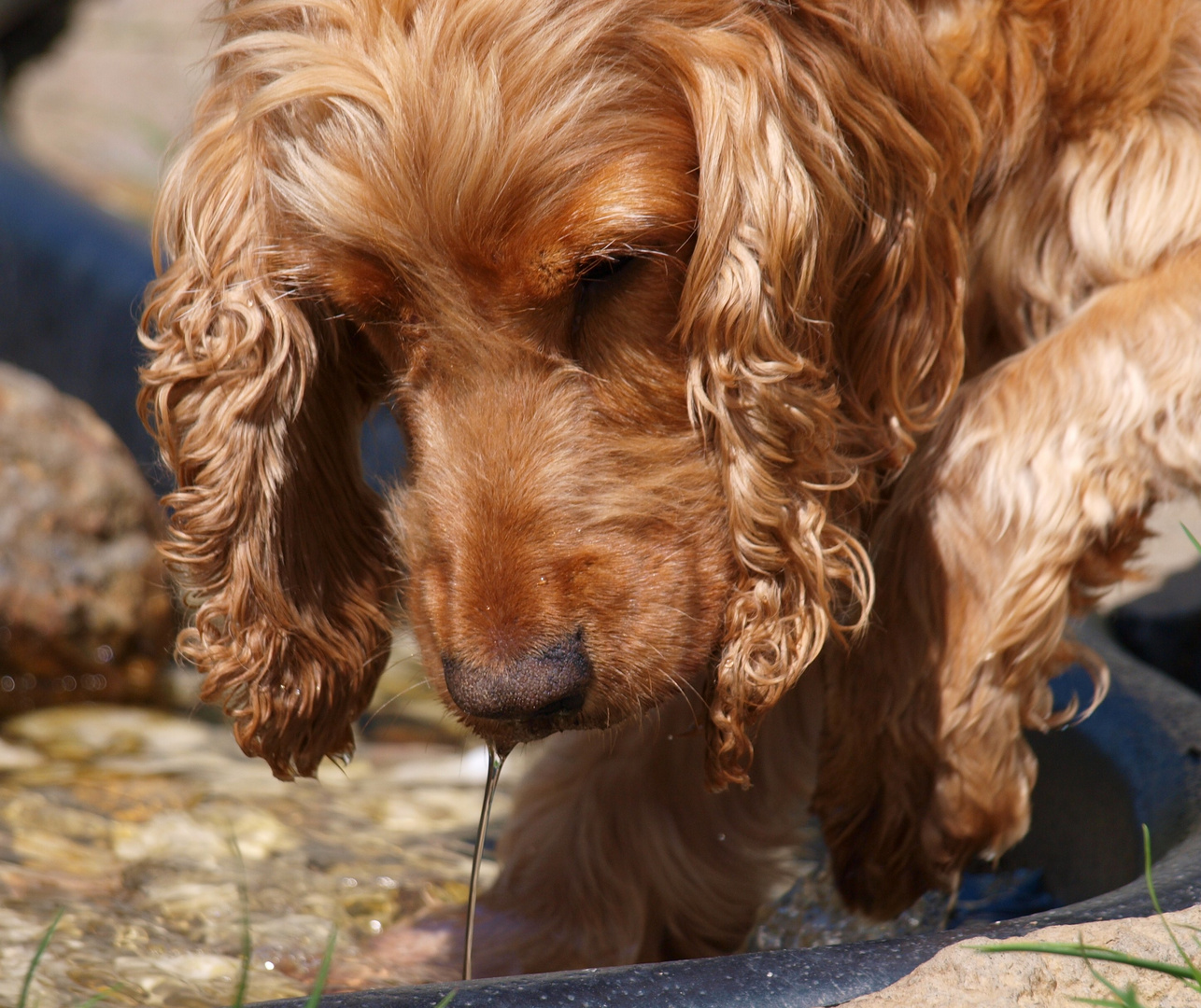 Wasserhund