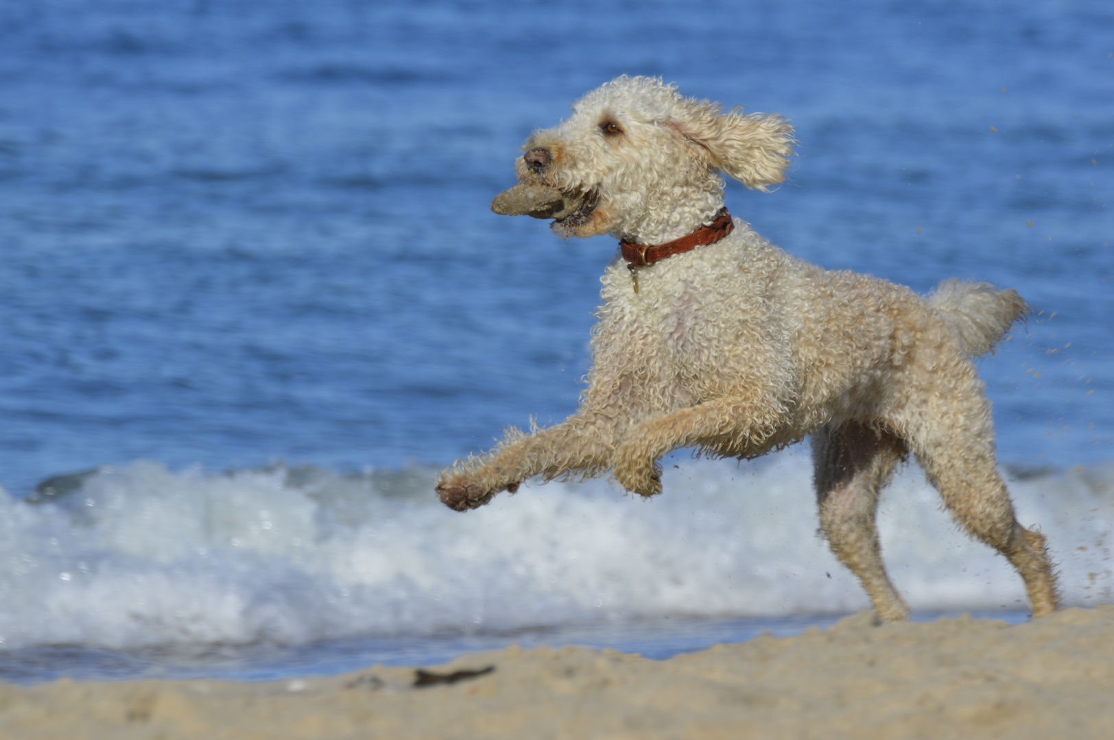 wasserhund bei der arbeit