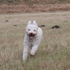 Wasserhund beim trokenlaufen