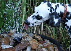 Wasserhund Caja .