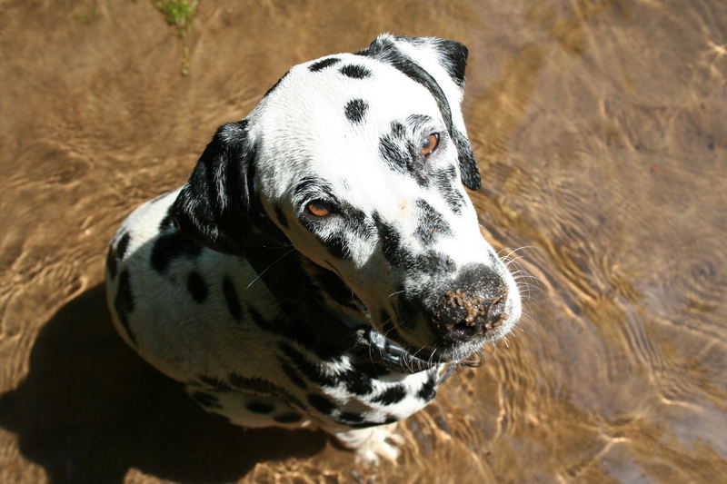 Wasserhund