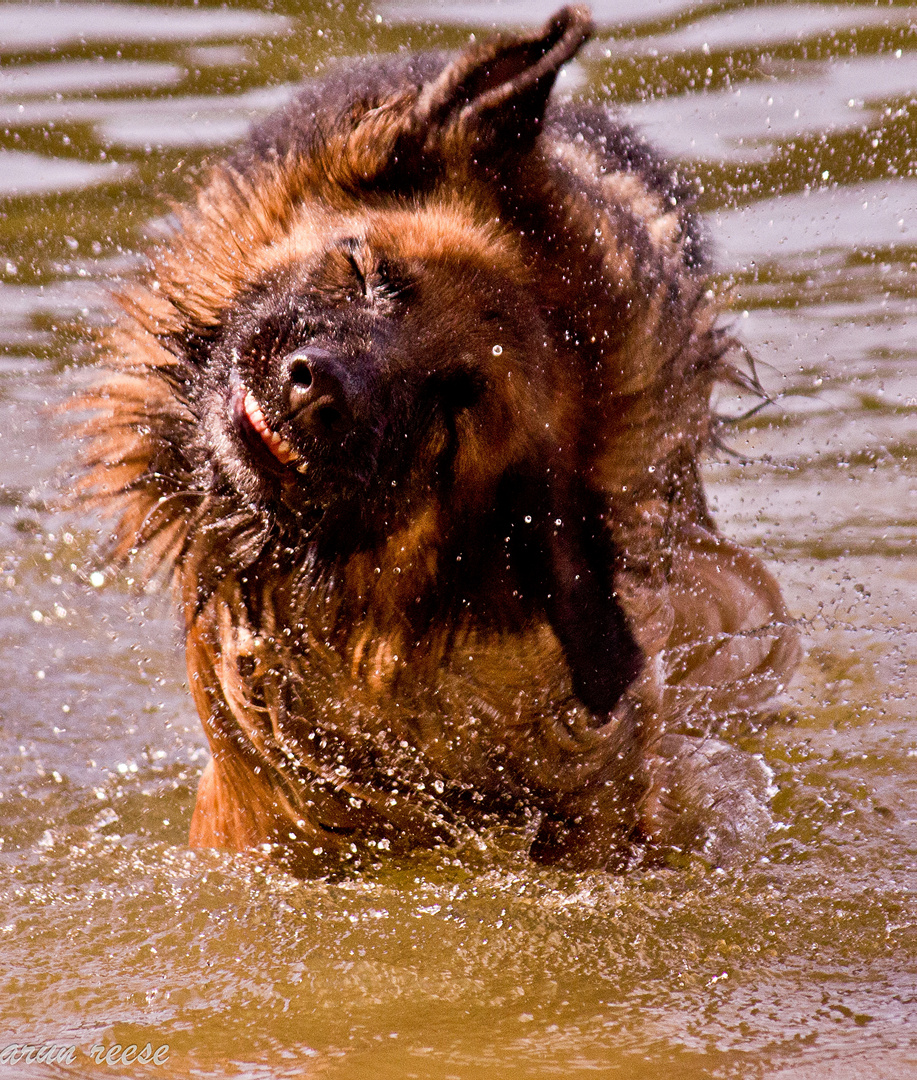 Wasserhund