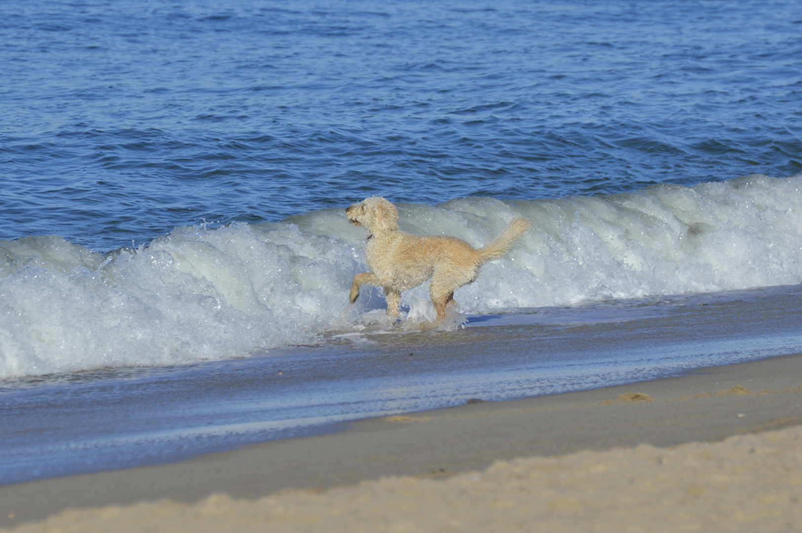 Wasserhund