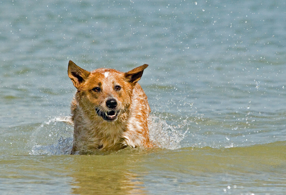 Wasserhund