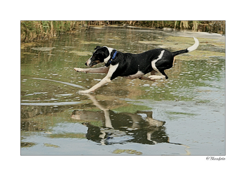 Wasserhund