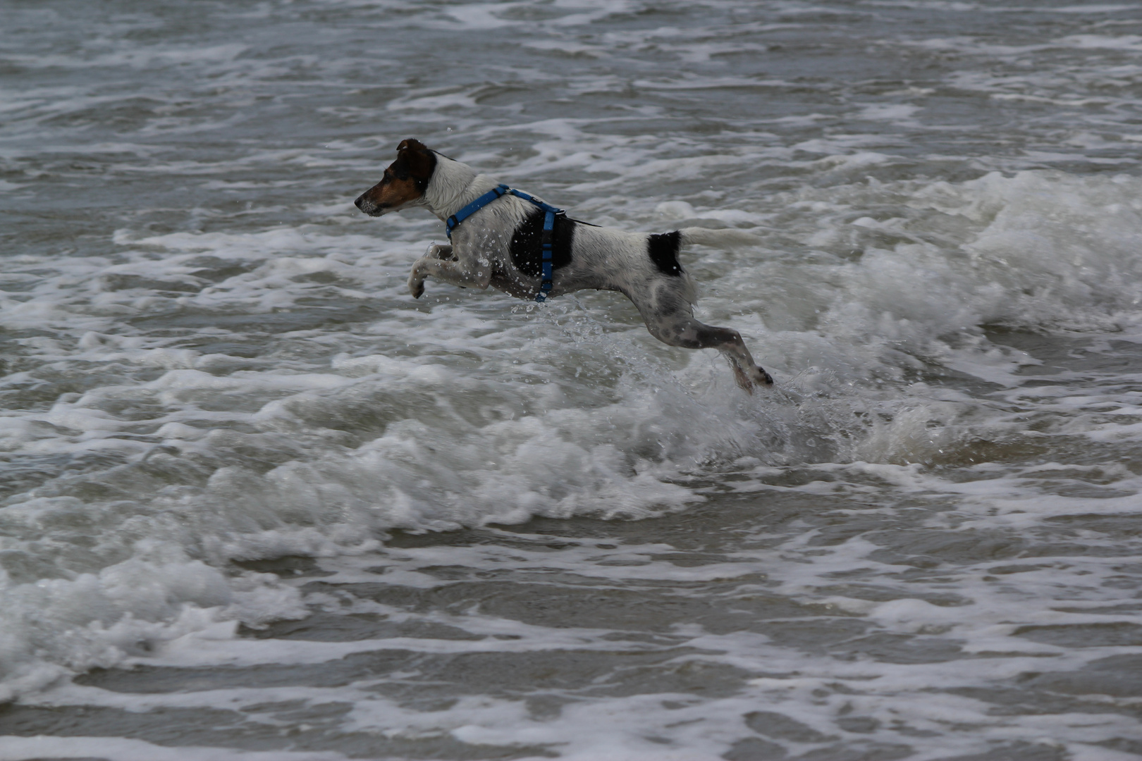 Wasserhund Lotte