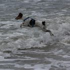 Wasserhund Lotte