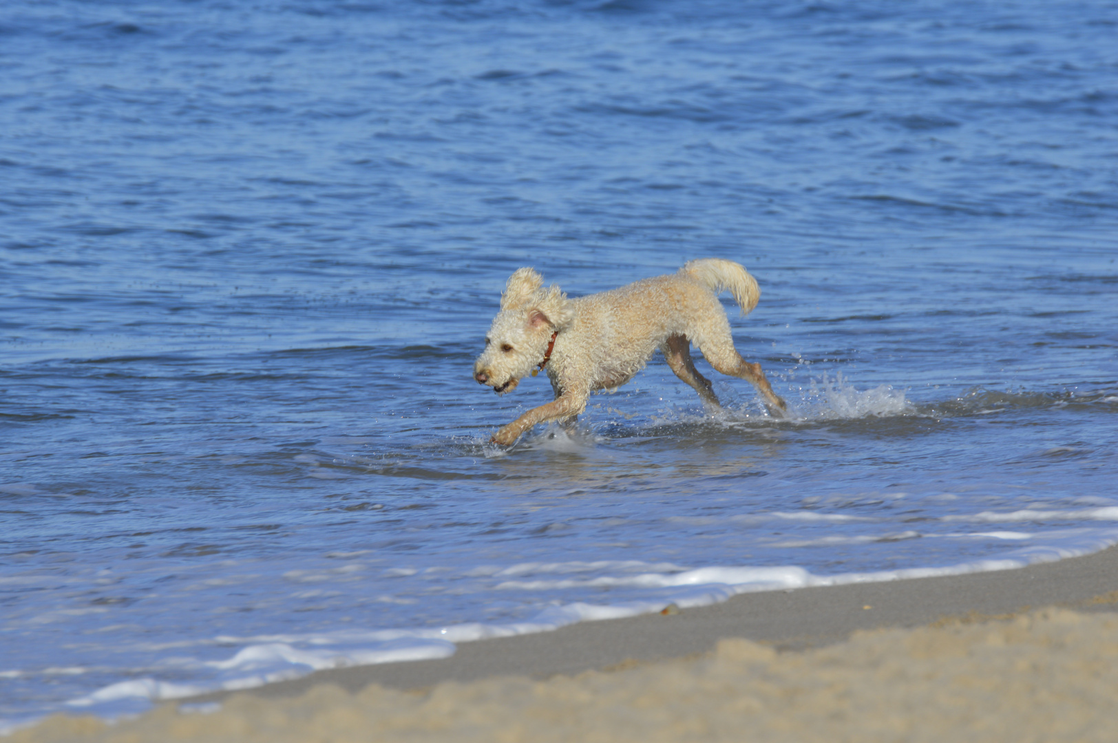 Wasserhund2