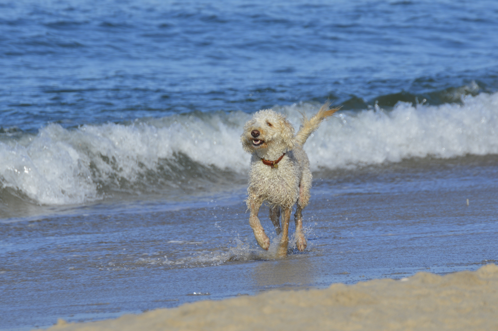 wasserhund3