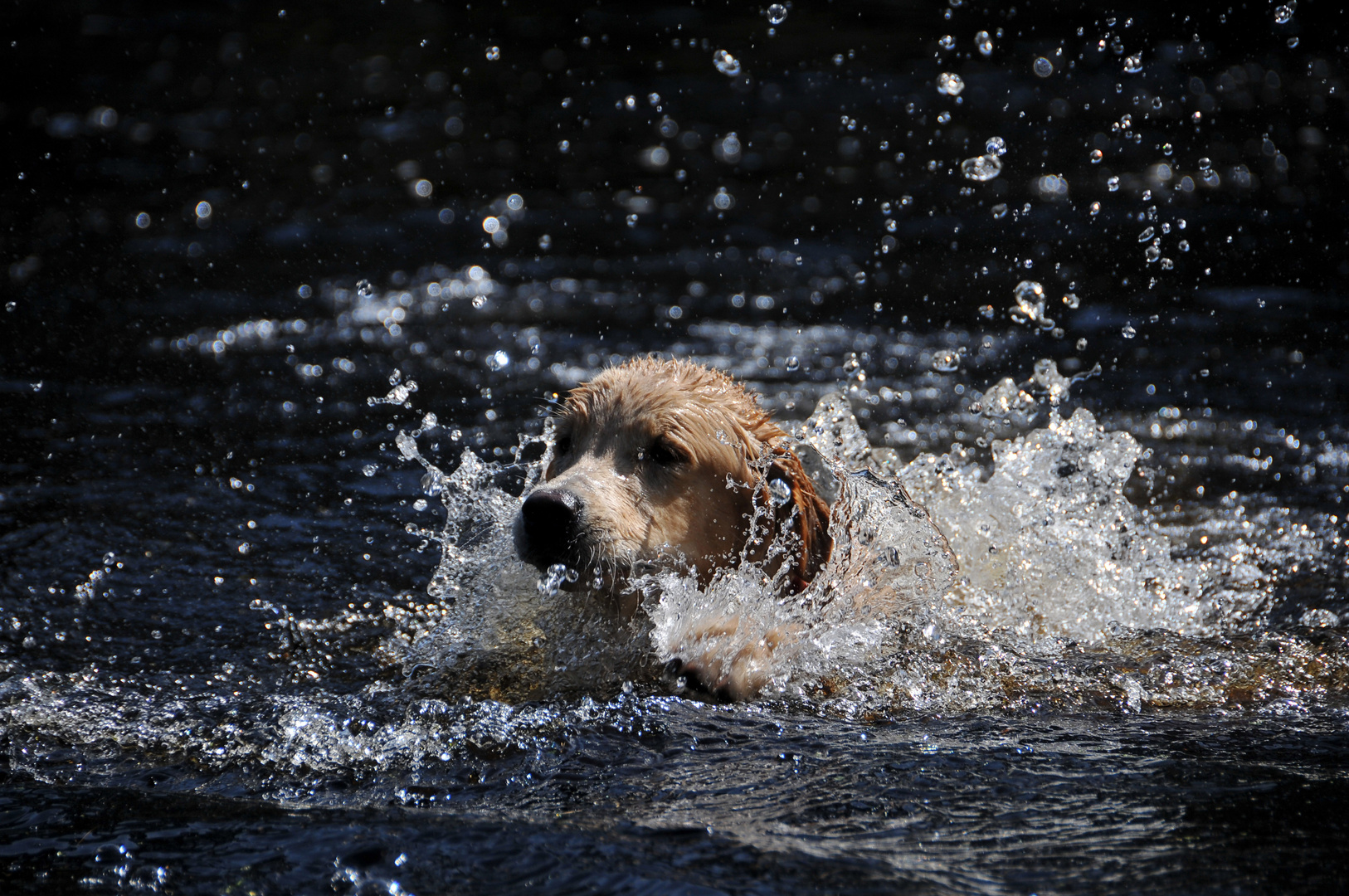 Wasserhunde