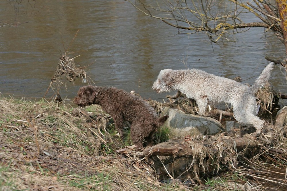 Wasserhunde