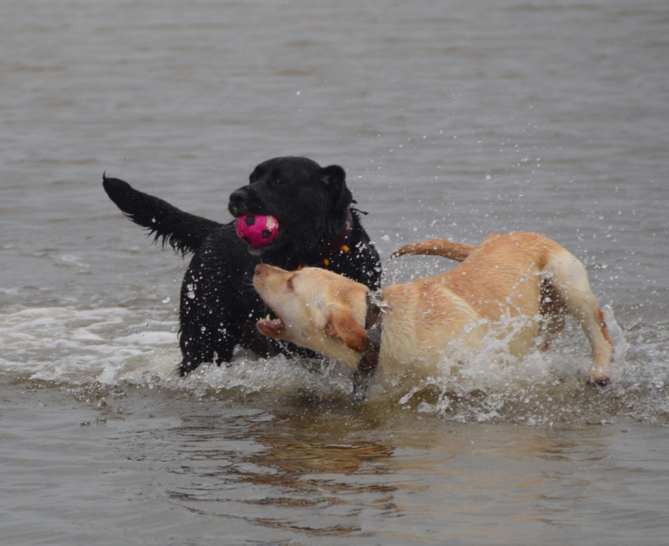 Wasserhunde - Emma in SPO