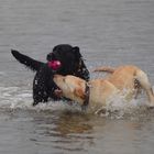 Wasserhunde - Emma in SPO