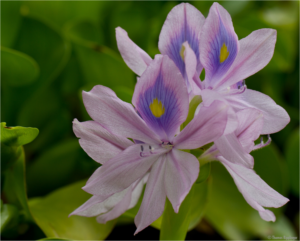 Wasserhyazinthe (Eichhornia) .