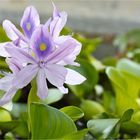 Wasserhyazinthe (Eichhornia crassipes).......