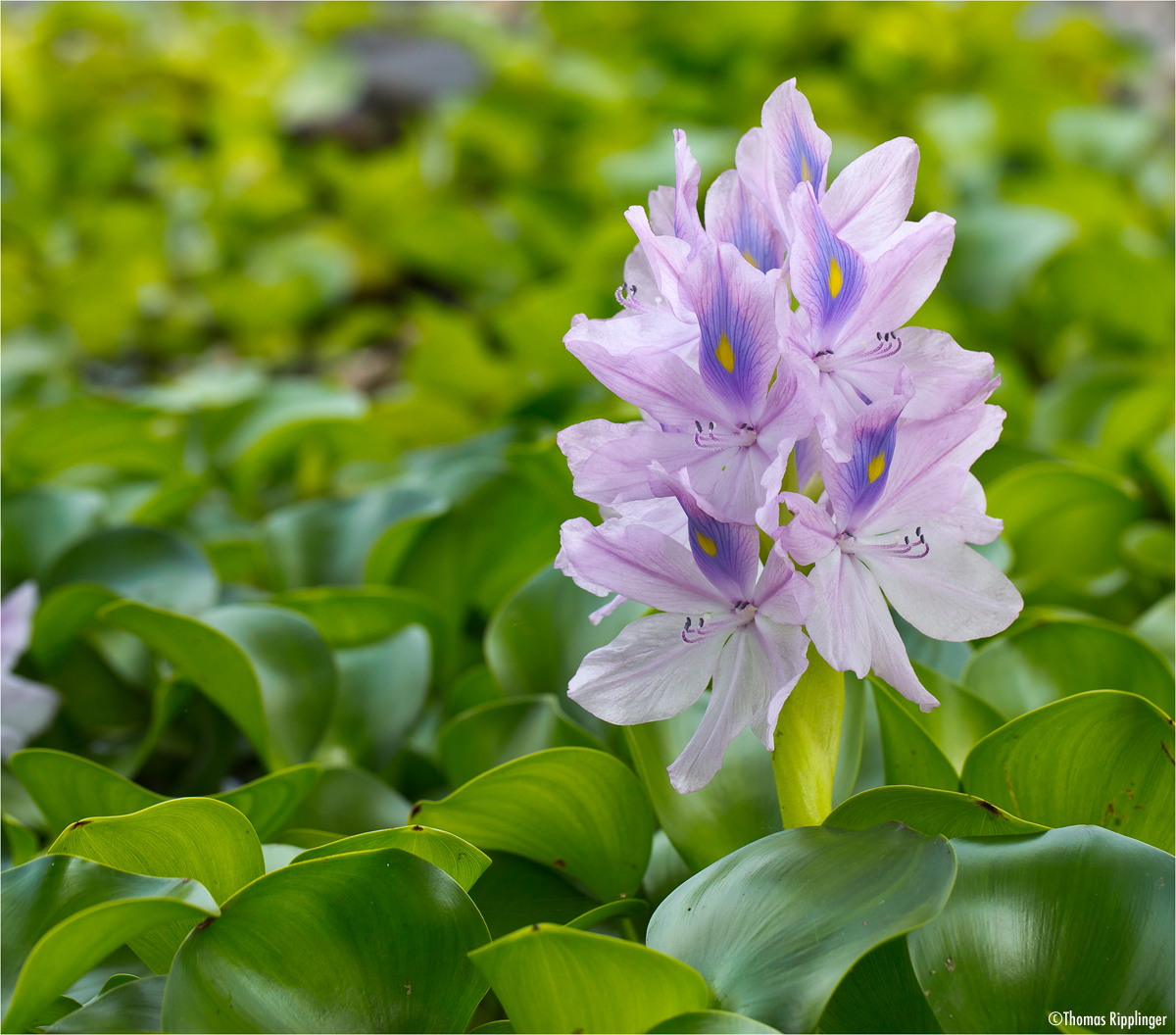 Wasserhyazinthe (Eichhornia crassipes)