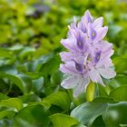 Wasserhyazinthe (Eichhornia crassipes)